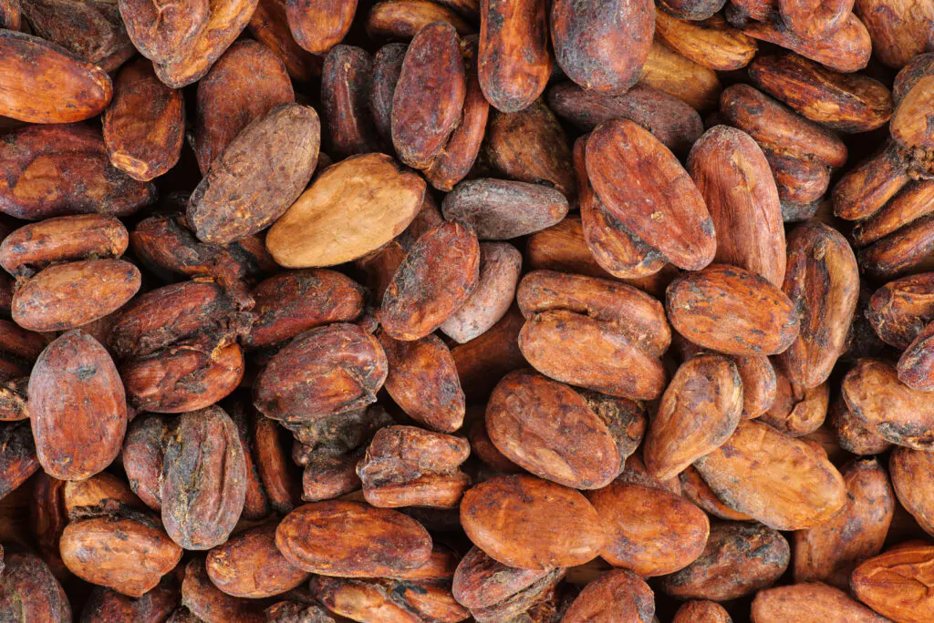 Cacao beans laid on a flat surface