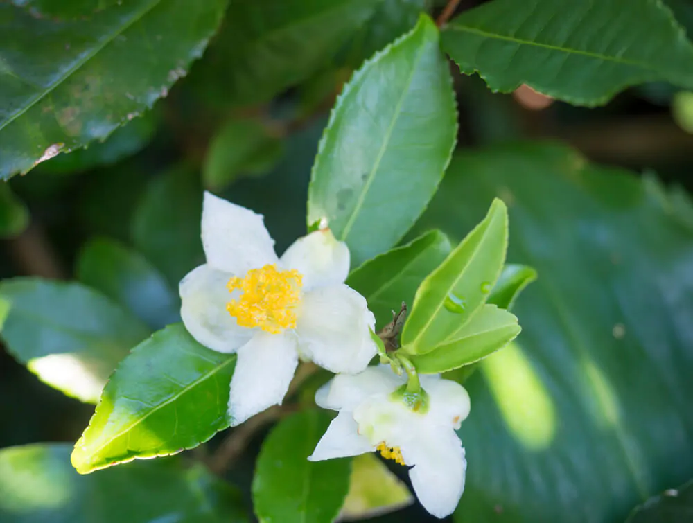 Closeup of green branch of Camellia sinensis