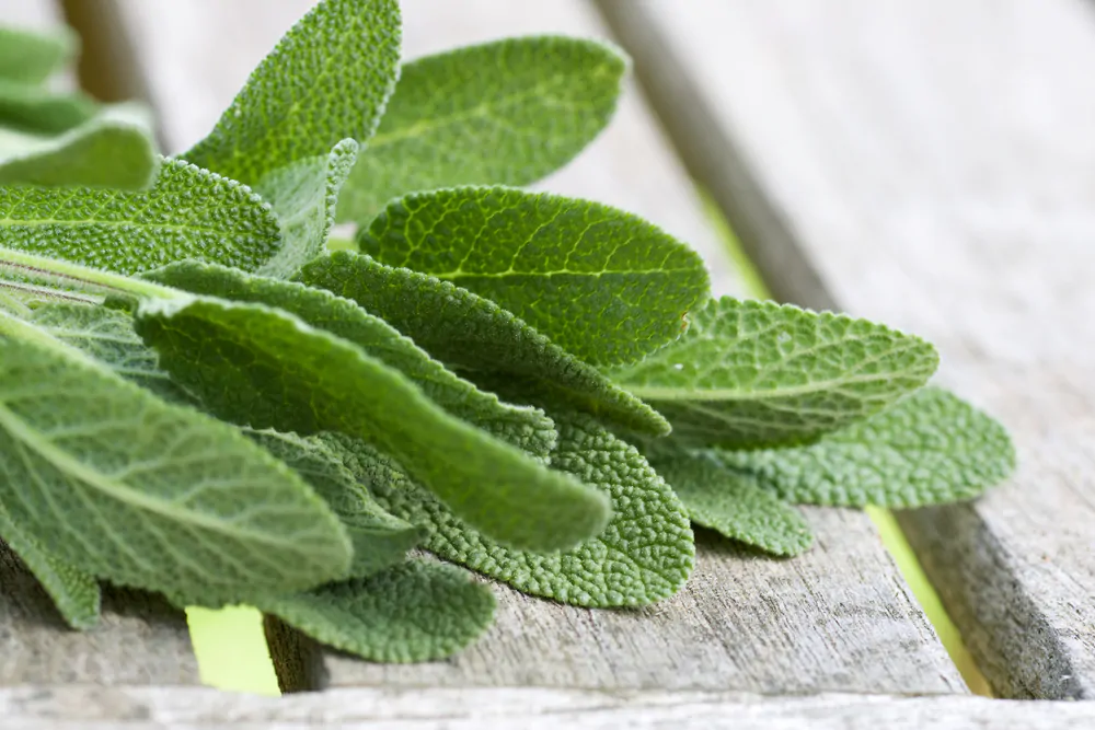 Sage leaves on a wooden table