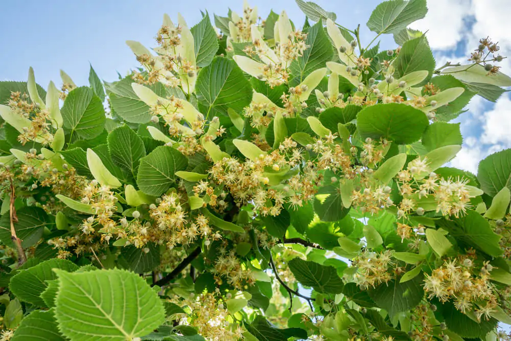 Linden tree in blossom