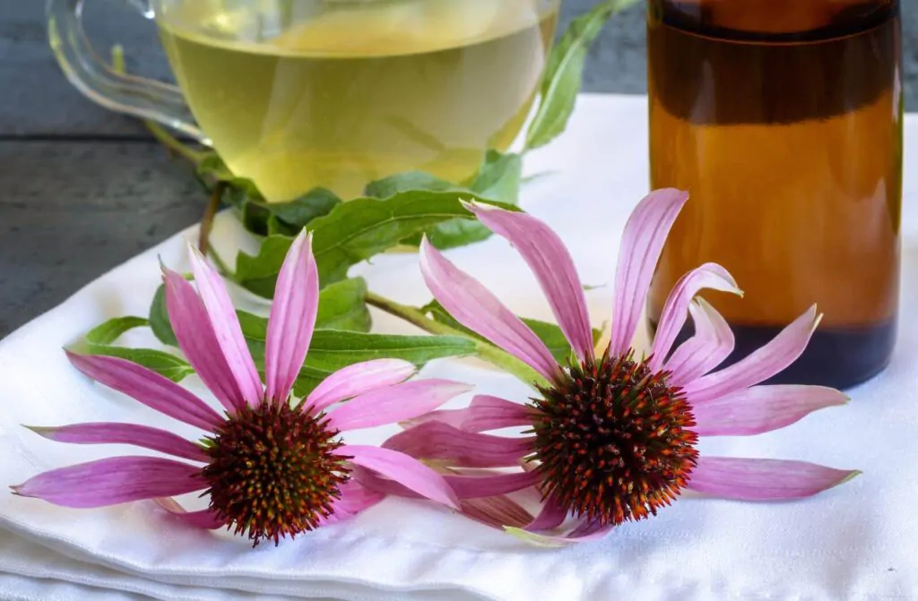 Medicinal herbal tea with the medicinal plant Echinacea, which has an immunostimulating effect- What is echinacea tea