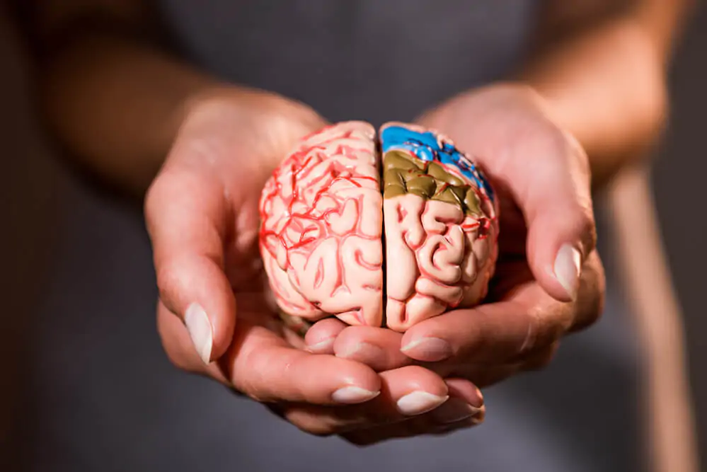 woman holding a brain model