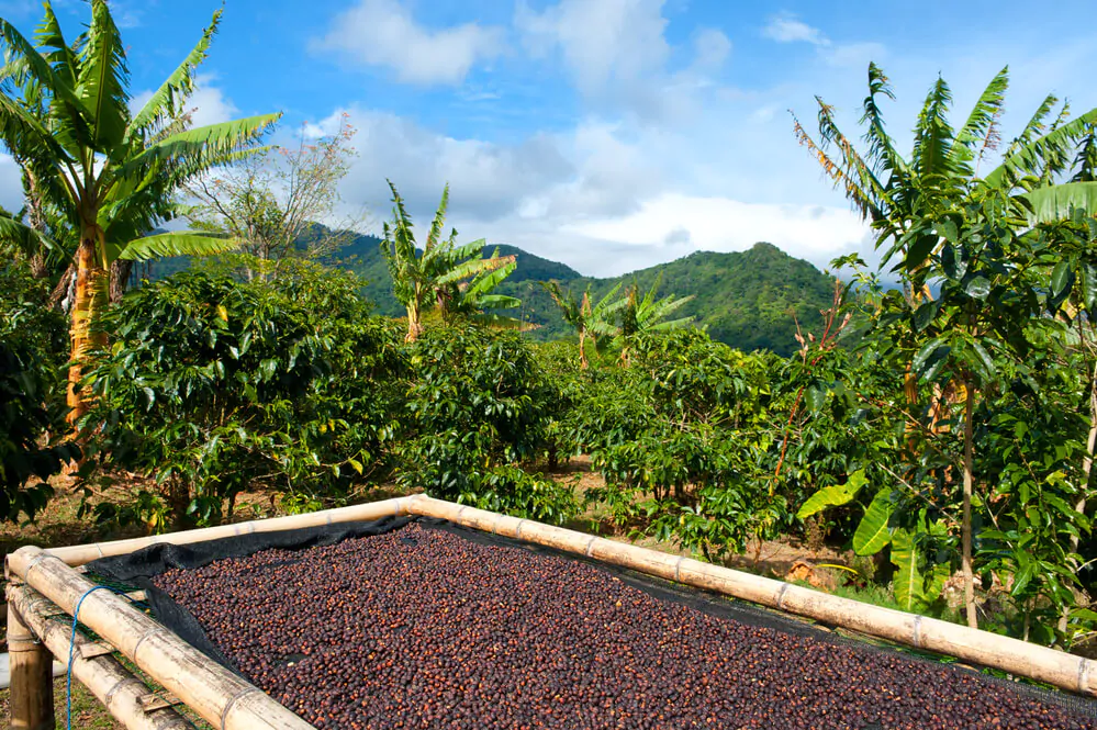 Panama coffee plantation