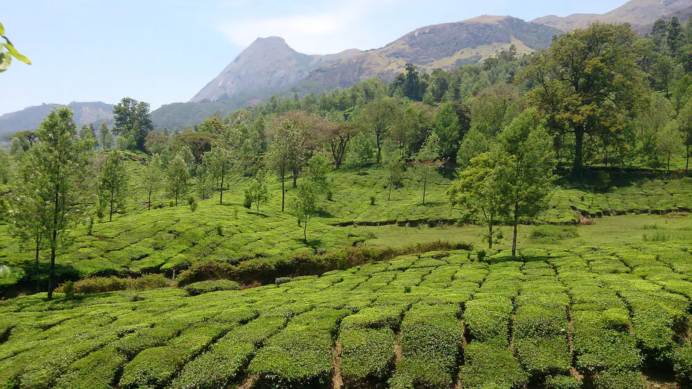 Scenic view of Tea plantation