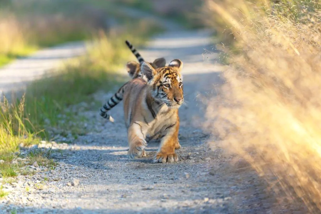 Pair of cute Bengal tiger cubs