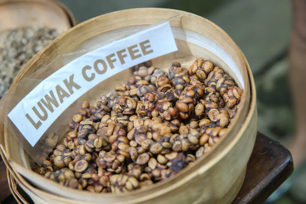 The famous coffee kopi luwak in Bali - What is Luwak coffee