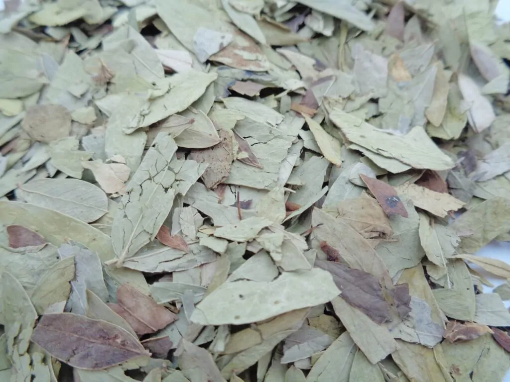 Dried Senna Alexandrina (also called daun jati tiongkok, daun jati china) leaves - What is Senna tea