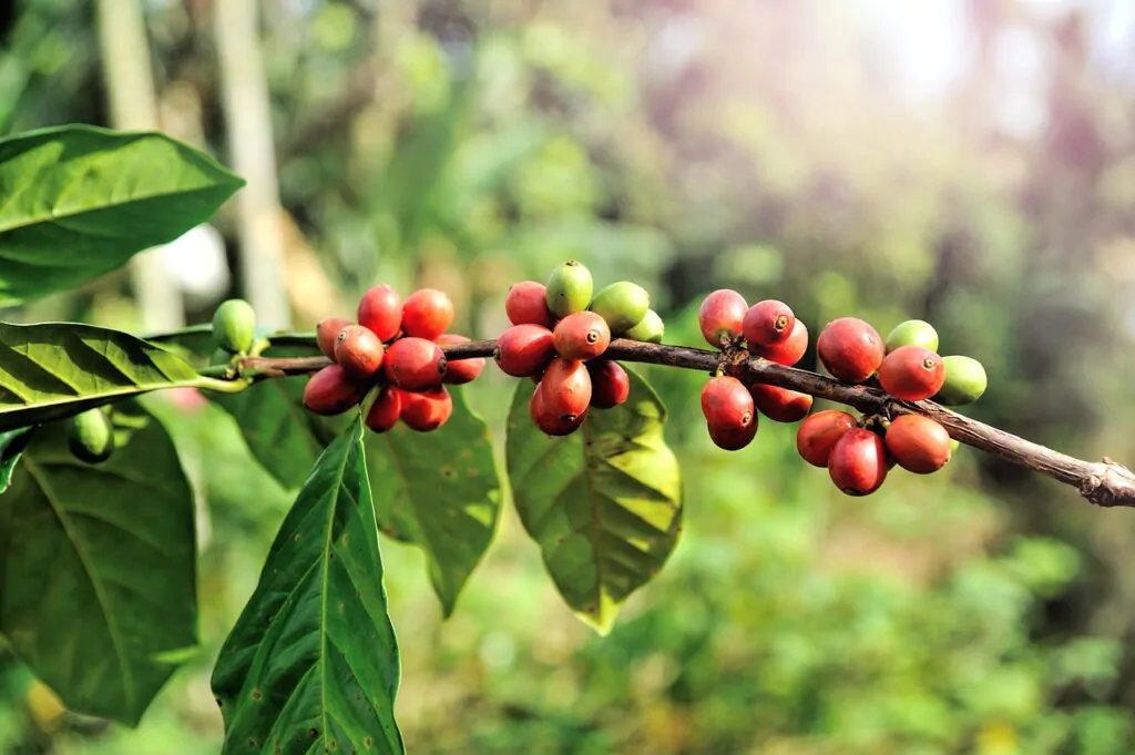 Coffee beans growing conditions