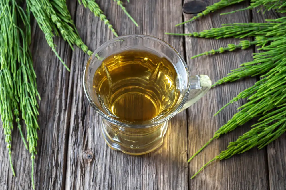 a cup of finely brewed horsetail tea