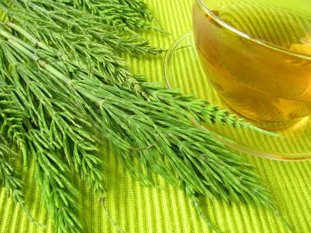 horsetail plant - what is horsetail tea