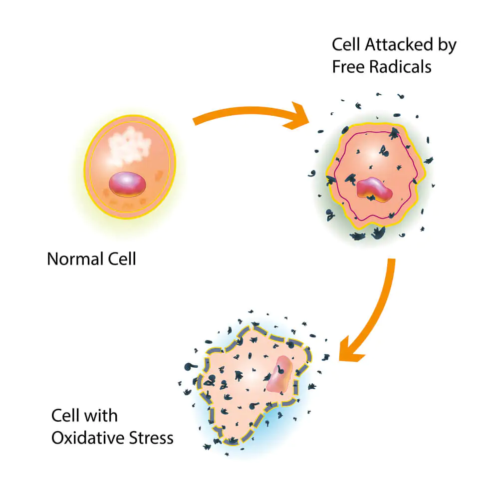 Free radicals attacking normal cells