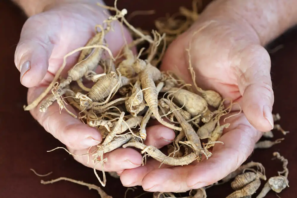 Elderly man's hands holding harvested ginseng from the Appalachian area of the United States