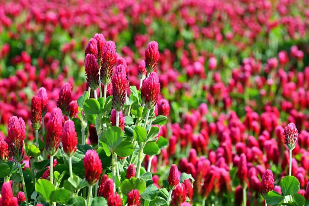 Beautiful blooming red clover in the field