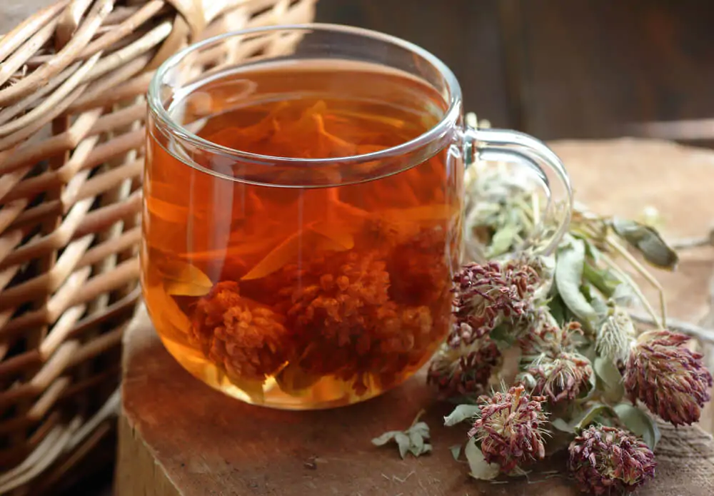 What is red clover tea good for - Red clover tea in glass cup