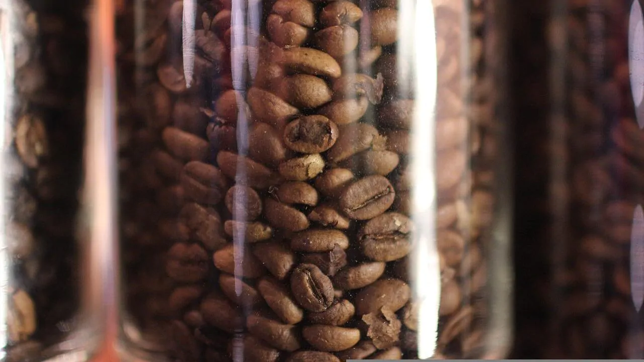 Where do coffee plants grow?