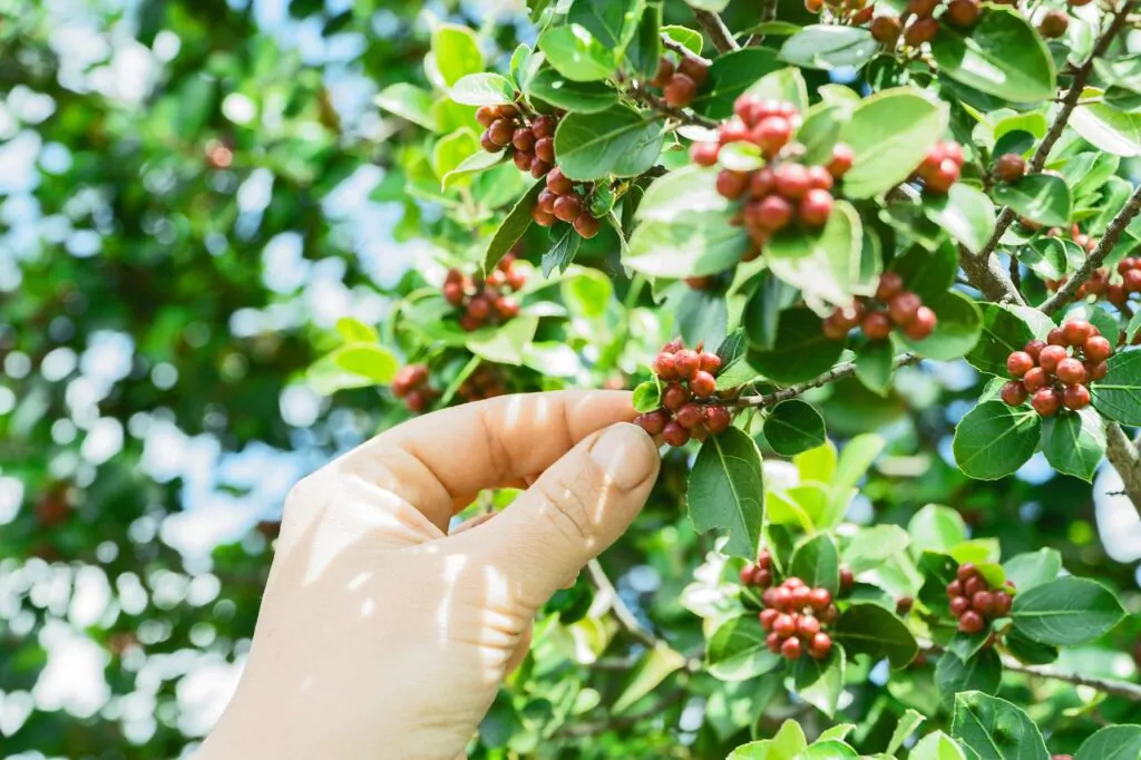 picking coffee cherries from a coffee tree