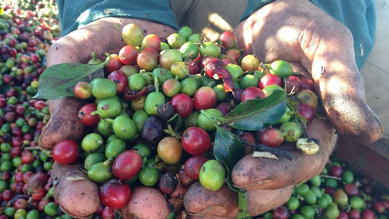 How coffee beans are harvested?