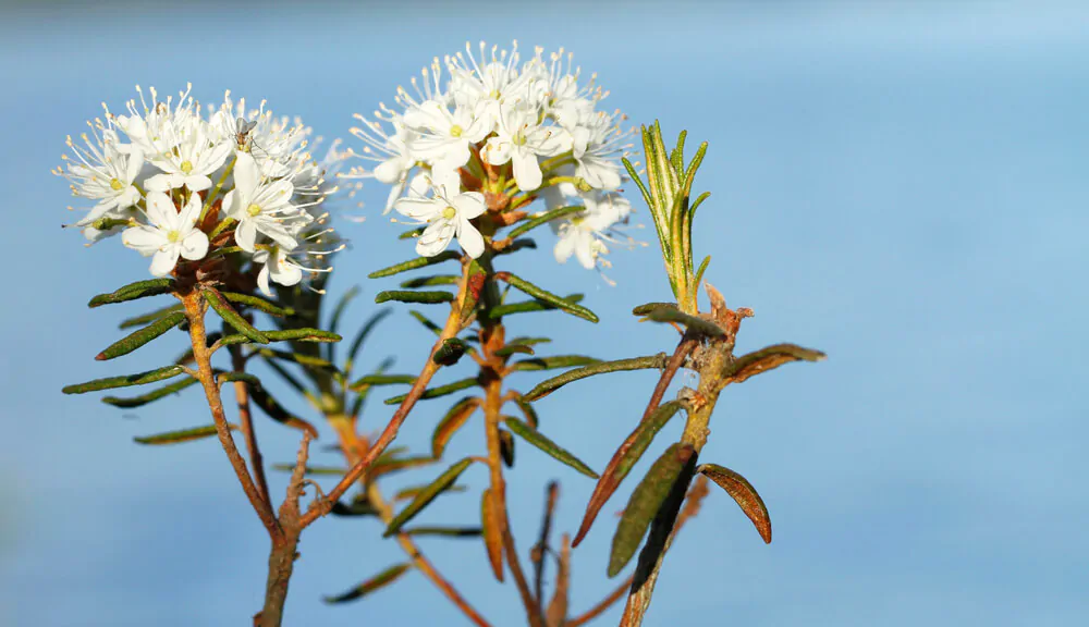 Rhododendron groenlandicum plant with flowers - What is Labrador tea