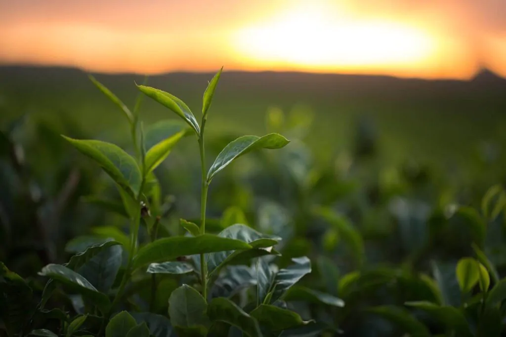 Green tea bud and fresh leaves in tea plantation - How is tea grown