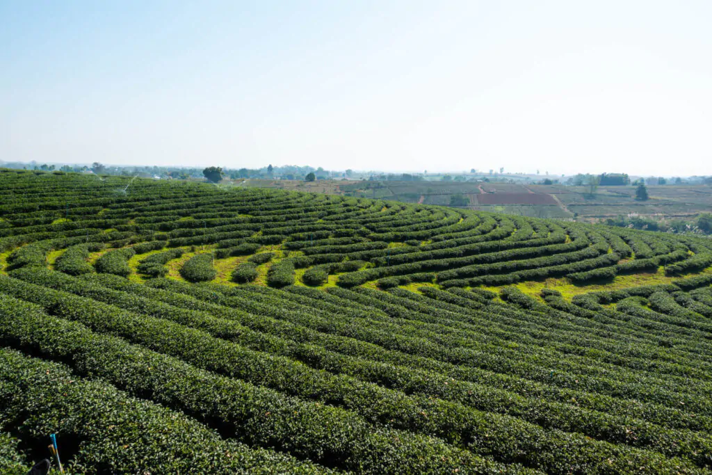 Tea plantation in northern of Thailand