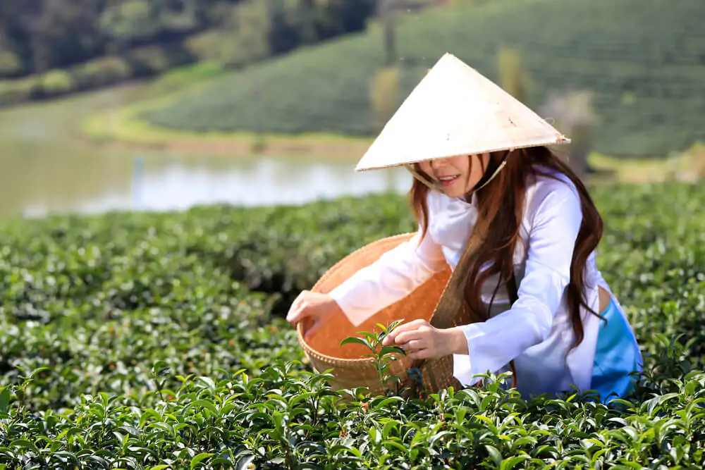 how-is-tea-harvested