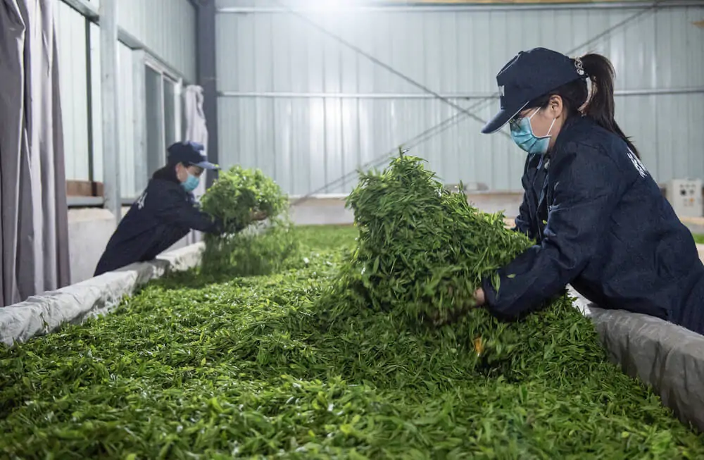 two women busy lifting loads of tea leaves