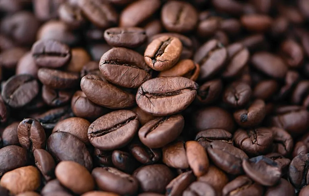 What is Maragogype coffee?
