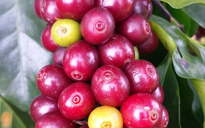 What are caturra coffee beans?