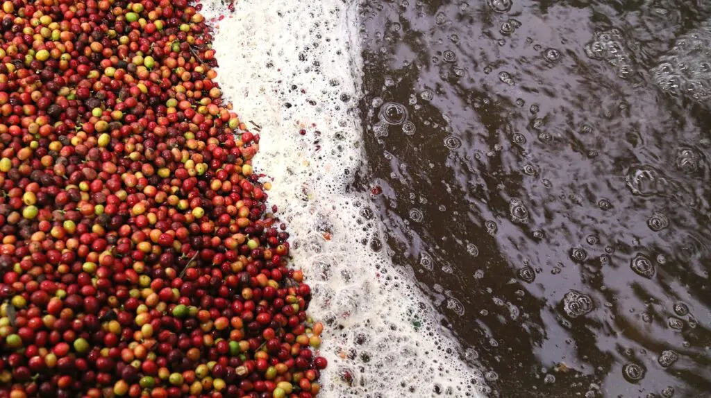 Mundo Novo coffee processing methods