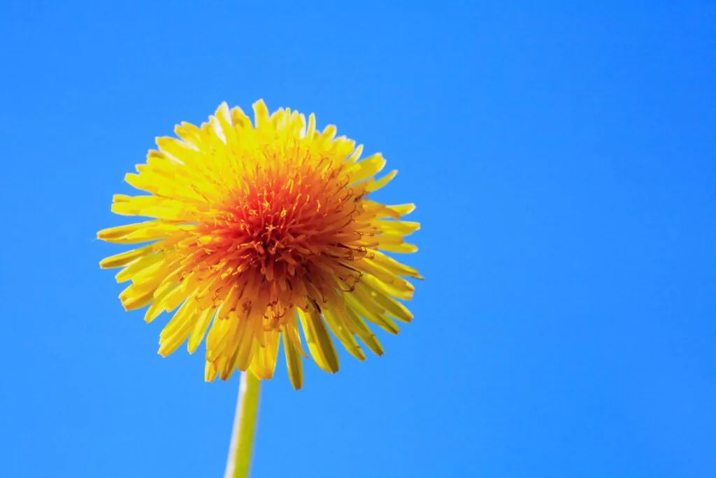 Nice yellow dandelion flower against blue sky