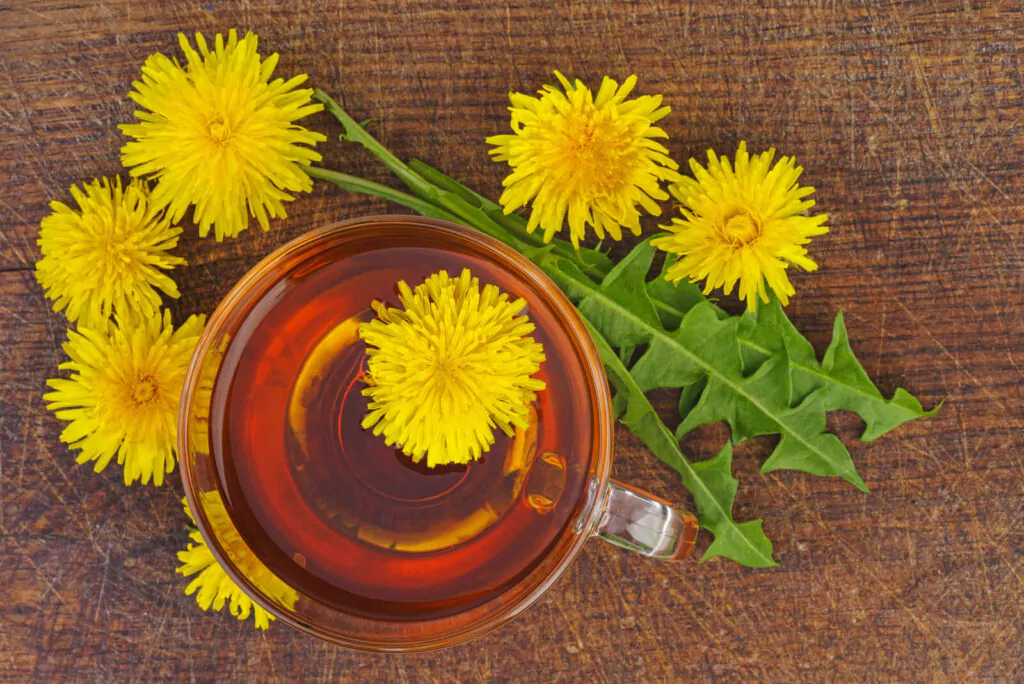 Herbal tea and dandelion flowers over the wooden table - Is dandelion tea good for you