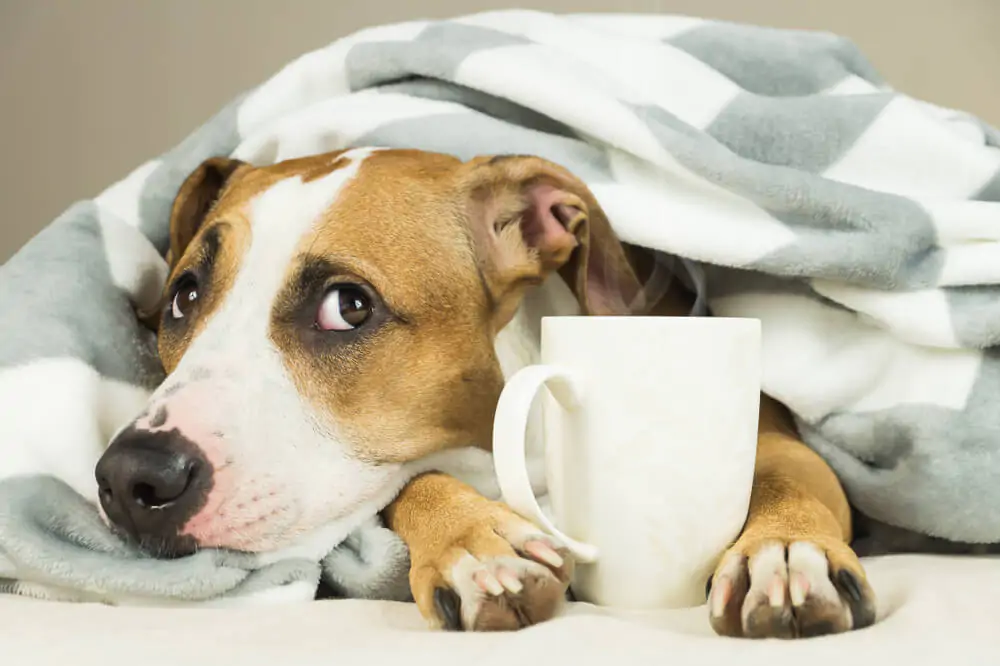 a cute dog beside a white ceramic cup of tea - why tea is bad for dogs