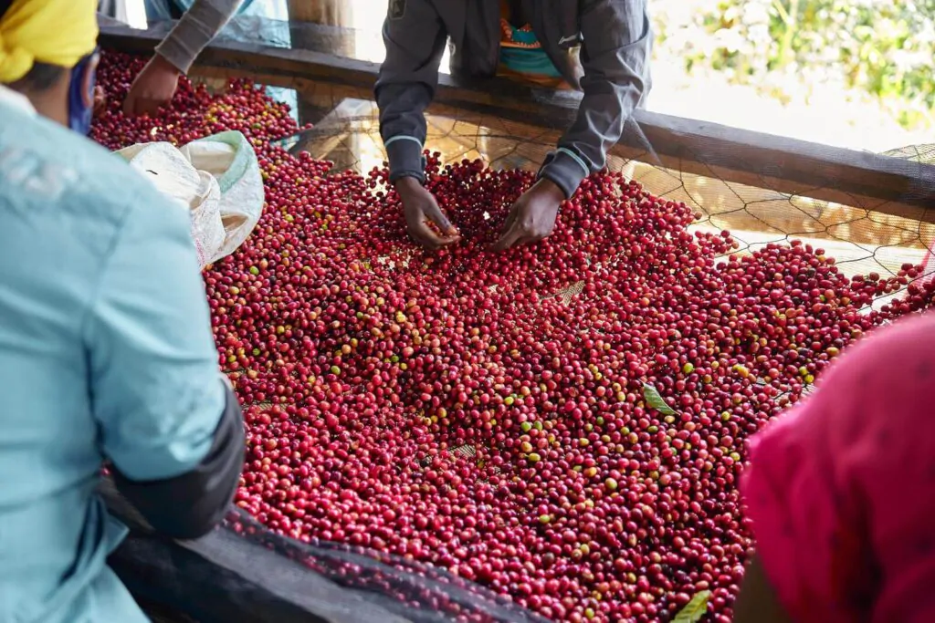 why hand-picking is better for harvesting coffee beans