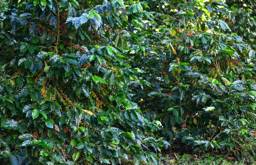 coffee beans on tree farm