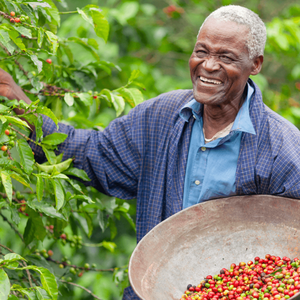 A farmer all smiles while harvesting coffee