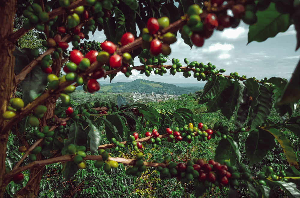 Best Sustainable Coffee Brands