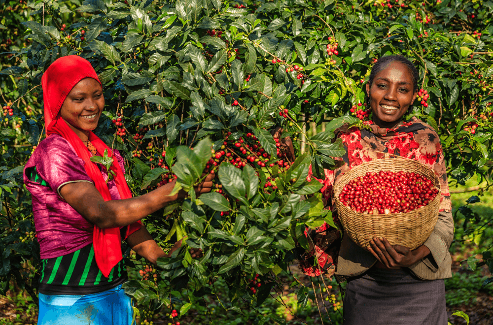 Best African countries for coffee