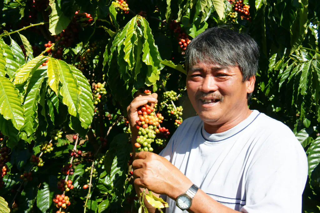 Asian farmer, coffee bean plantation, Vietnam agriculture