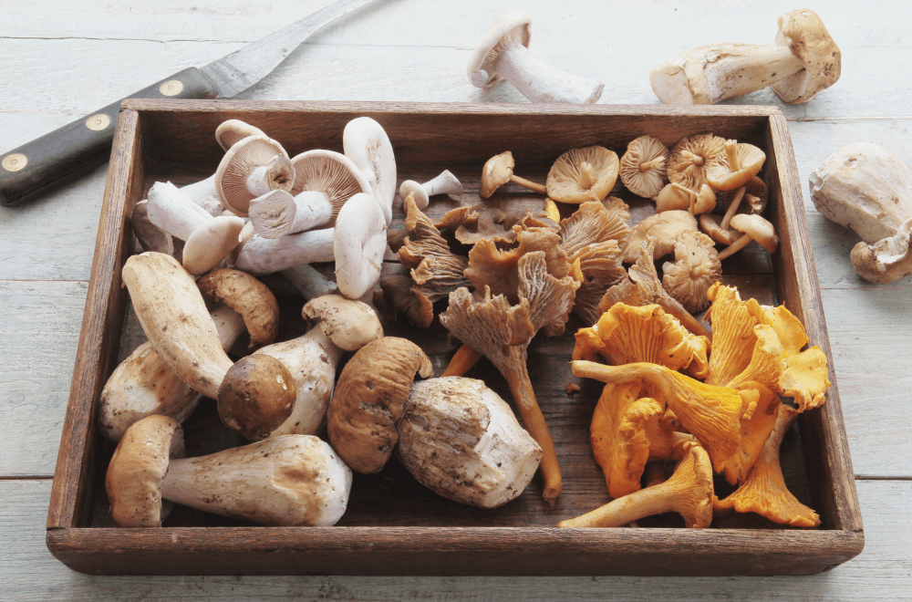 Different kinds of mushroom in a box 