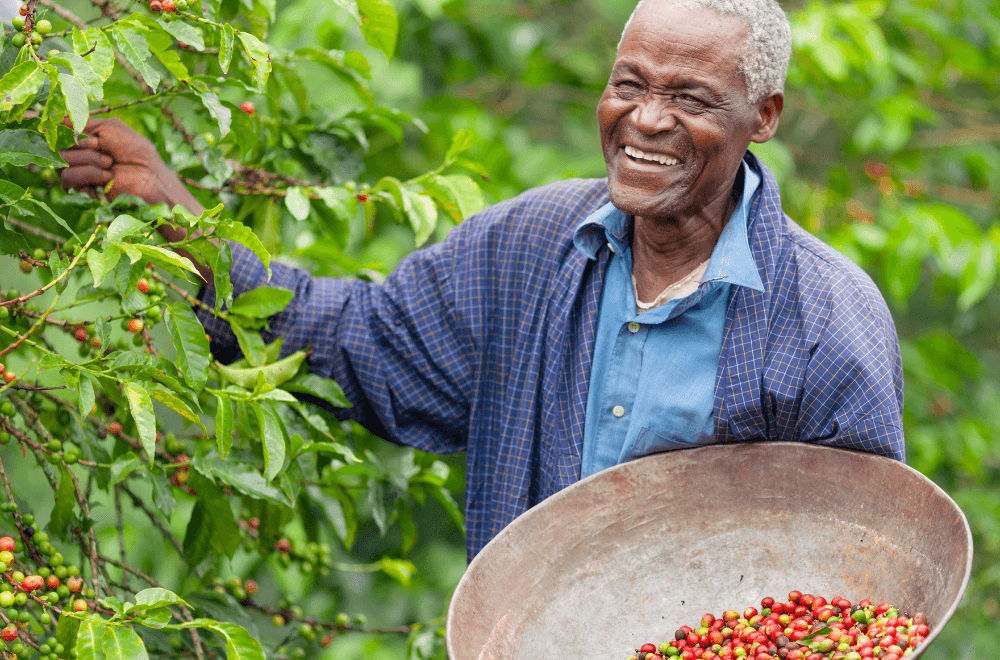 Old farmer all smiles while harvesting coffee