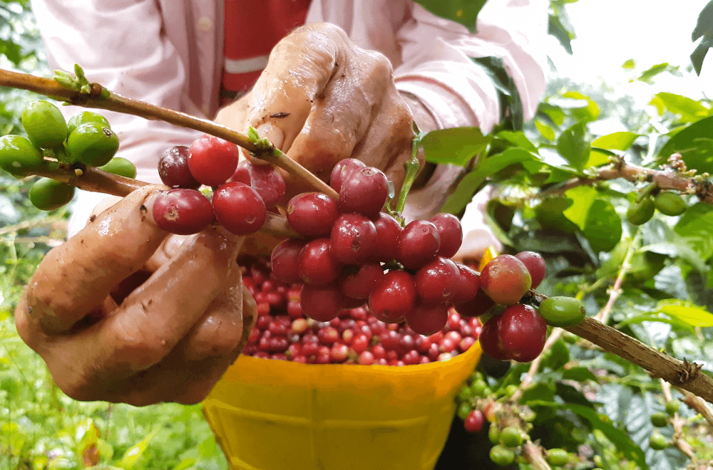 Female farmer harvesting coffee cherry