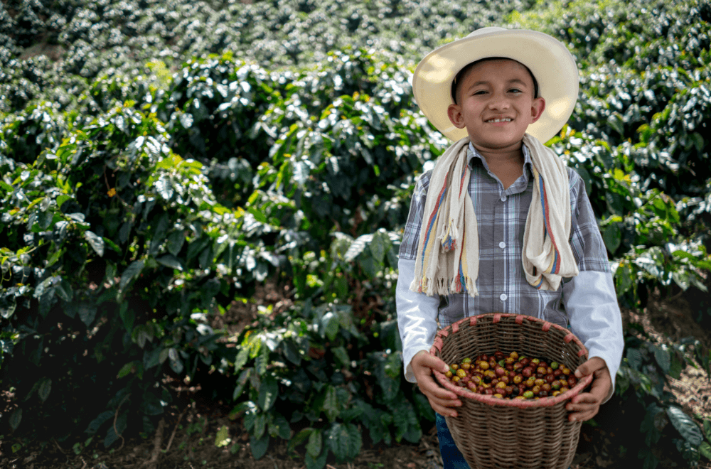 Small boy coffee farmer