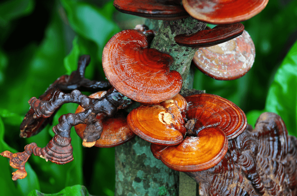 Medicinal mushrooms on the tree