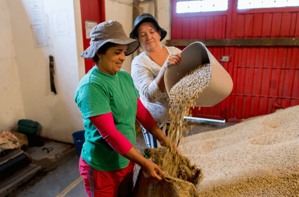 Two women farmers putting coffee beans in a sack