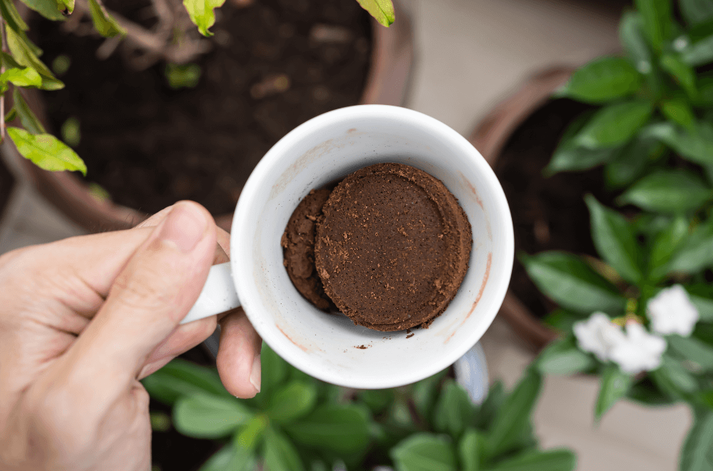 What are coffee grounds and what can you do with them?