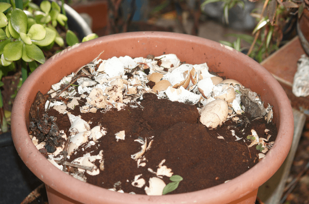 How to dispose of coffee grounds?