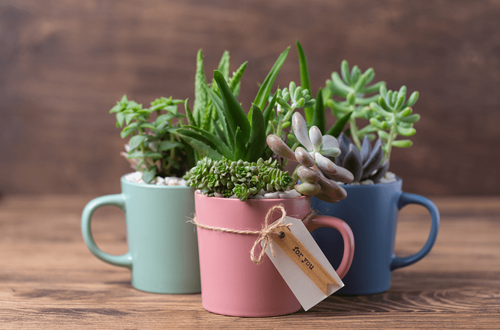 Handmade vintage home decoration with succulents in colorful tea mugs