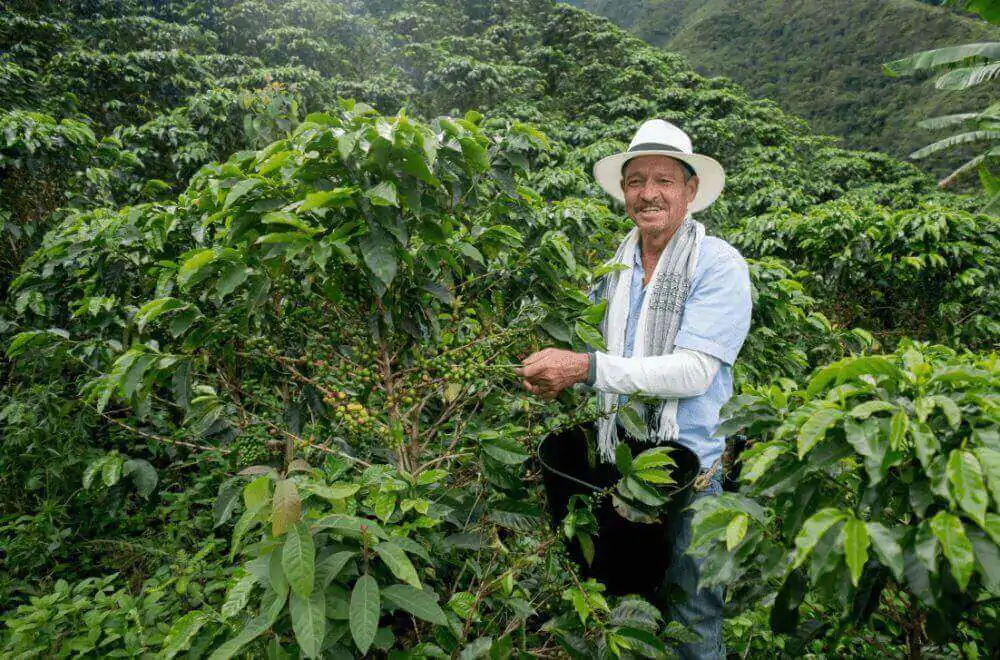 What does Colombian coffee taste like? Answered