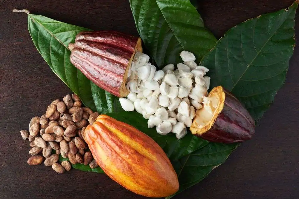 how to roast cacao beans