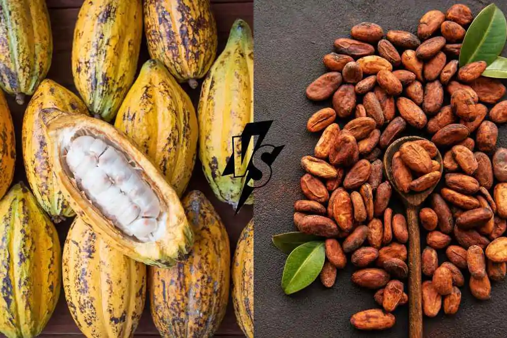 raw vs roasted cacao beans